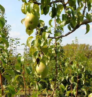 Birne Herzogin Elsa 60-80cm - feinwürzige und saftige Früchte