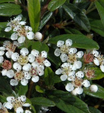 Hochstamm Kriechmispel Gnom 40-60cm - Cotoneaster salicifolius