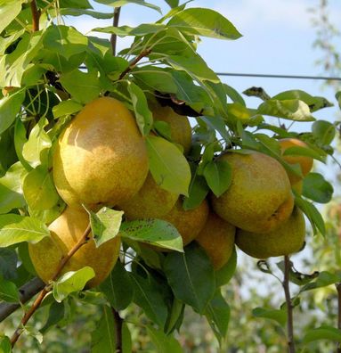 Birne Köstliche von Charneux 60-80cm - saftige und süße Früchte