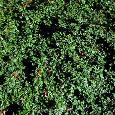 10x Zwergmispel Eichholz 10-15cm - Cotoneaster dammeri