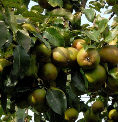 Birne Madame Verte 60-80cm - saftige und feinwürzige Früchte