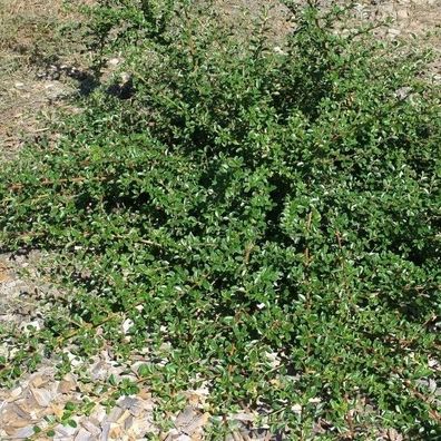 10x Zwergmispel Cooper 10-15cm - Cotoneaster dammeri