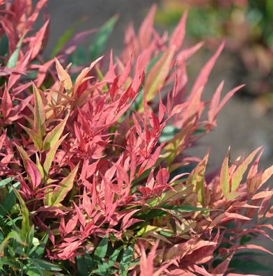 Himmelsbambus Blush Pink 30-40cm - Nandina domestica