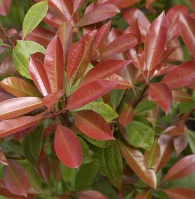 Glanzmispel Chico® 30-40cm - Photinia fraseri