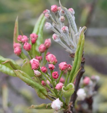 Nashi Birne Kosui 60-80cm - Pyrus pyraster
