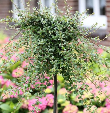 Hochstamm Kriechmispel Streibs Findling 40-60cm - Cotoneaster dammeri