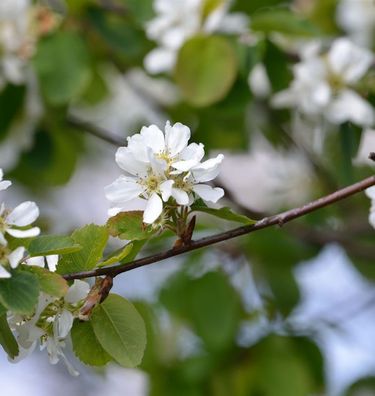 Erlenblättrige Felsenbirne Greatberry Garden 80-100cm - Amelanchier alnifolia
