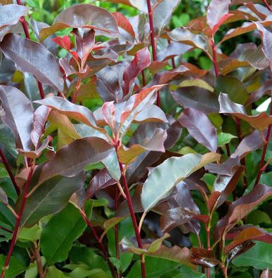 Glanzmispel Little Perfecta 40-50cm - Photinia fraseri