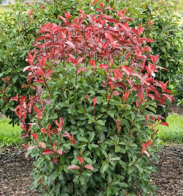 Rotlaubige Glanzmispel 40-60cm - Photinia fraseri