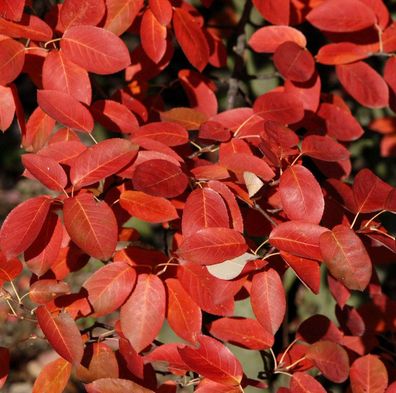 Kanadische Felsenbirne October Flame 100-125cm - Amelanchier canadensis