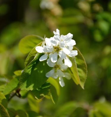 Ähren Felsenbirne 125-150cm - Amelanchier spicata