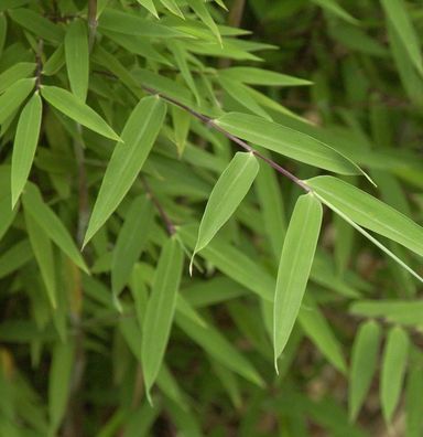 Kugelschnitt Gartenbambus Moontears® 25-30cm - Fargesia speciosa