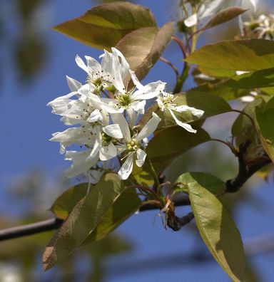 Hochstamm Felsenbirne Ballerina 100-125cm - Amelanchier
