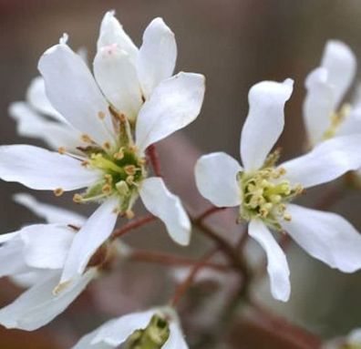 Erlenblättrige Felsenbirne 100-125cm - Amelanchier alnifolia