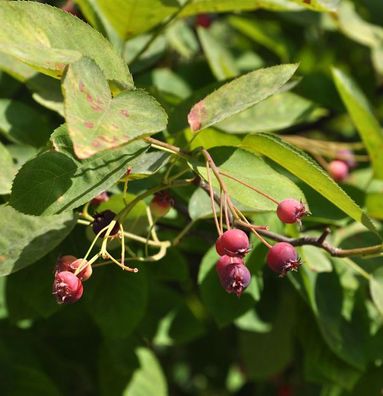 Hängende Felsenbirne 100-125cm - Amelanchier laevis