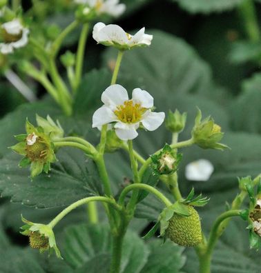 Walderdbeere Verbesserte Rügen - Fragaria vesca semperflorens