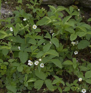 Walderdbeere Rügen - Fragaria vesca