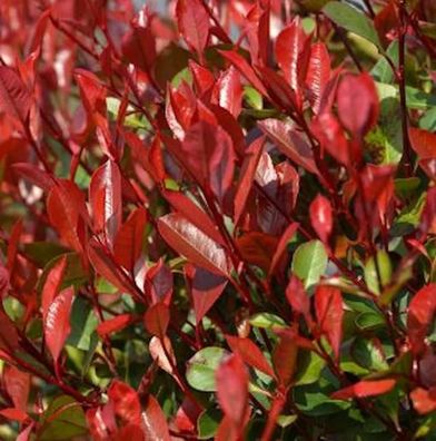 Glanzmispel Dicker Toni 60-80cm - Photinia fraseri