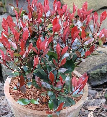Glanzmispel Little Red Robin 60-80cm - Photinia fraseri