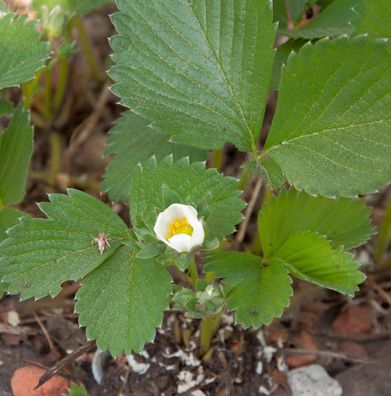 Garten Erdbeere Mieze Schindler - Fragaria ananassa