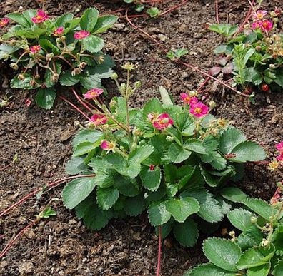 Garten Erdbeere Pink Panda - Fragaria ananassa