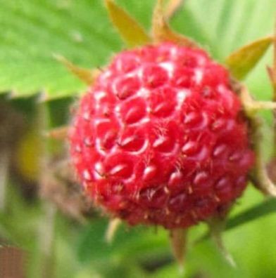 Garten Erdbeere Senga Segana - Fragaria ananassa