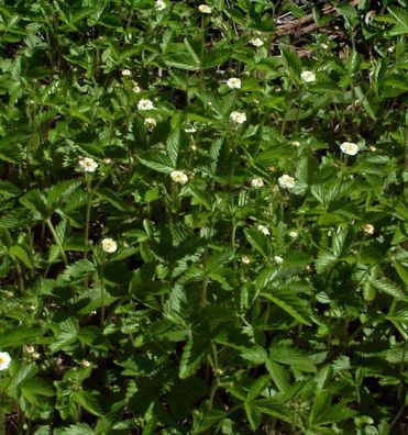 Walderdbeere Blanc Ameliore - Fragaria vesca