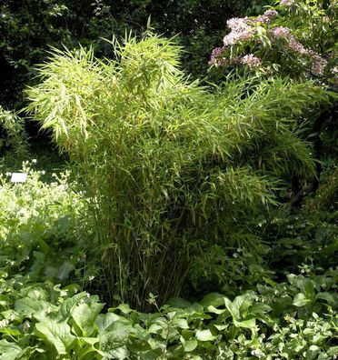 Gartenbambus Standing Stone 80-100cm - Fargesia murielae