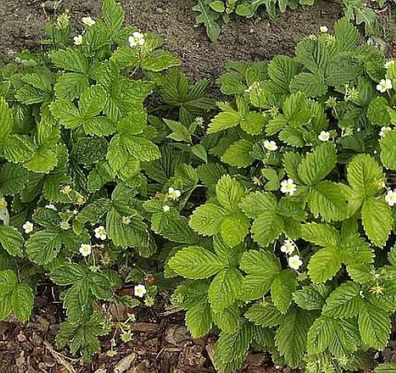 Garten Erdbeere Elsantha - Fragaria ananassa