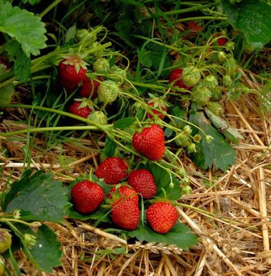 Garten Erdbeere Korona - Fragaria ananassa
