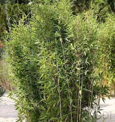 Gartenbambus Obelisk® 80-100cm - Fargesia nitida