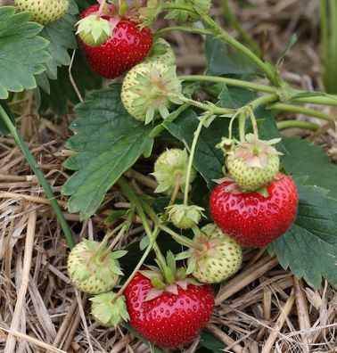 Walderdbeere Ostara - Fragaria vesca