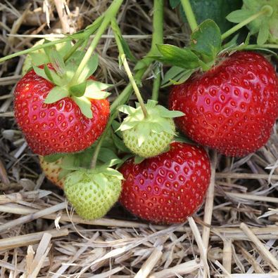 Garten Erdbeere Elan F1 - großer Topf - Fragaria ananassa