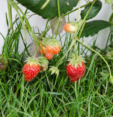 Garten Erdbeere Summer Breeze Rose - großer Topf - Fragaria ananassa
