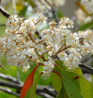 Hochstamm Glanzmispel Carre Rouge 60-80cm - Photinia fraseri