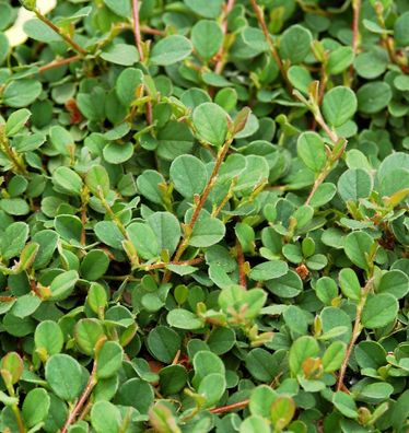 Hochstamm Kriechmispel Frieders Evergreen 100-125cm - Cotoneaster dammeri