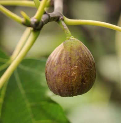 Hochstamm Feigenbaum Firoma® 40-60cm - Ficus carica