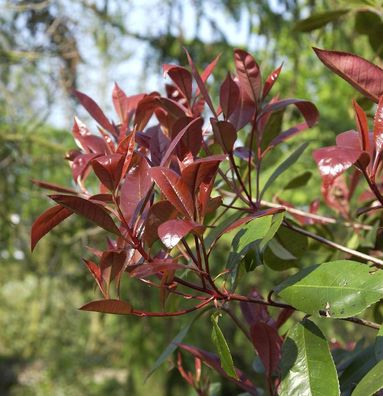Hochstamm Glanzmispel New Red 80-100cm - Photinia fraseri