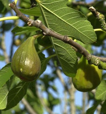 Feigenbaum Madeleine des 2 Saisons 80-100cm - Ficus carica