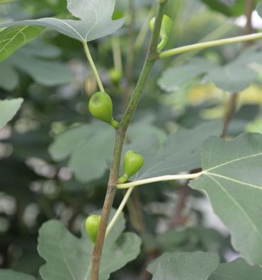 Echter Feigenbaum 80-100cm - Ficus carica