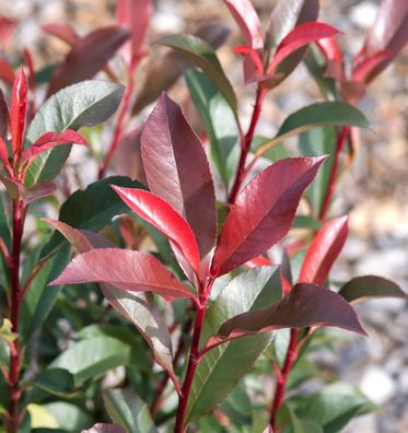 Glanzmispel Magical Vulcano 80-100cm - Photinia fraseri