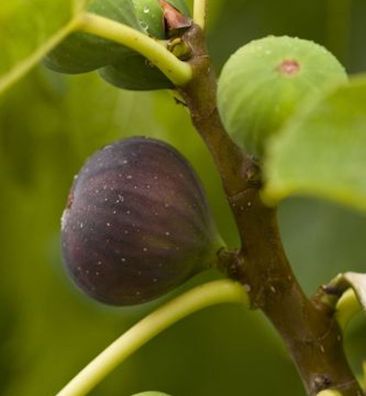 Feigenbaum Violette Dauphine 100-125cm - Ficus carica