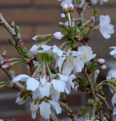Geschlitzte Zierkirsche Kojou no mai 40-60cm - Prunus incisa