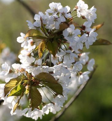Vogelkirsche Sußkirsche 60-80cm - Prunus avium