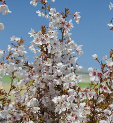 Hochstamm Geschlitzte Kirsche The Bride 40-60cm - Prunus incisa