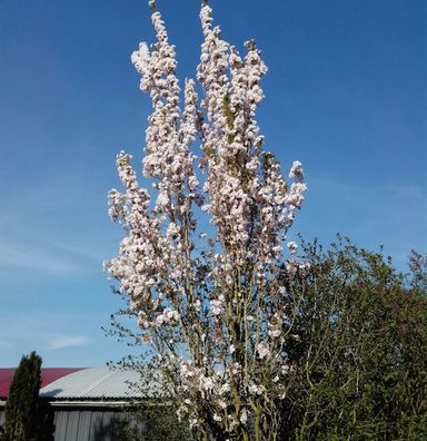 Japanische Säulenkirsche 60-80cm - Prunus serrulata