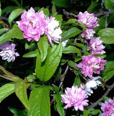 Chinesische Zwergkirsche Rosea 40-60cm - Prunus glandulosa