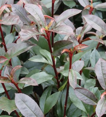 Hochstamm Kompakte Glanzmispel 80-100cm - Photinia fraseri