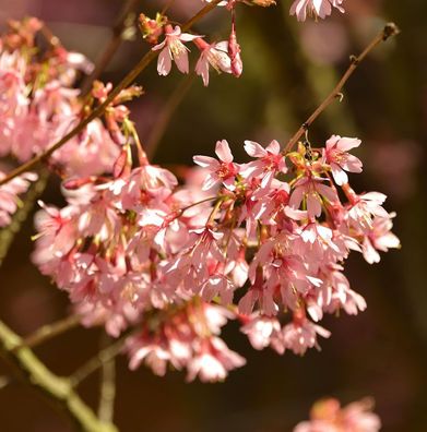 Hochstamm Higan Kirsche 40-60cm - Prunus subhirtella