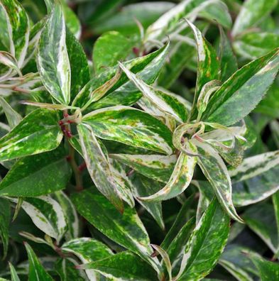 Buntblättrige Traubenheide Rainbow 15-20cm - Leucothoe walteri